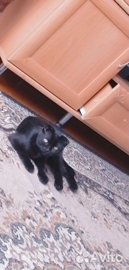 Кошка вислоухая