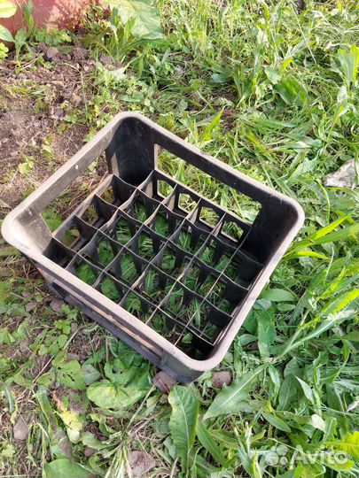 Пластиковые ящики для бутылок бу