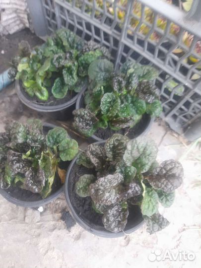 Молодило каменная роза, живучка