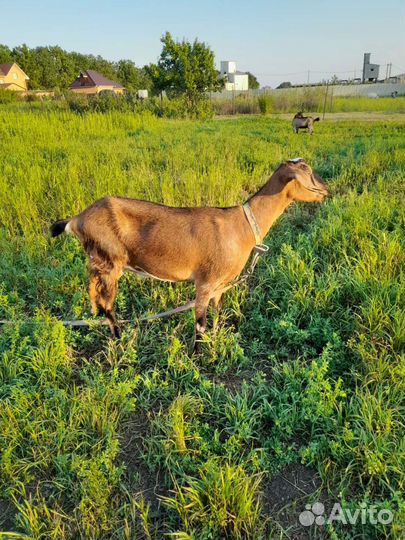 Нубийские козы