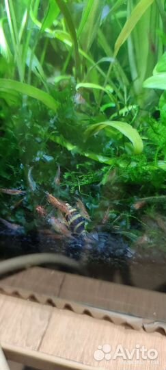 Аквариум с креветками