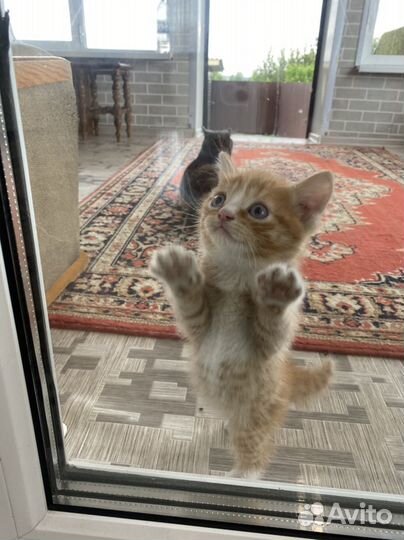 Котята в добрые руки