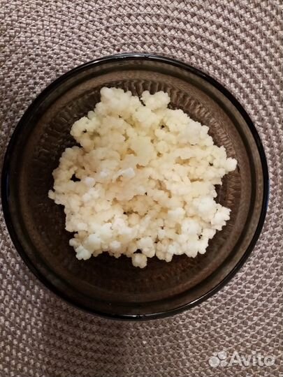 Тибетский молочный гриб