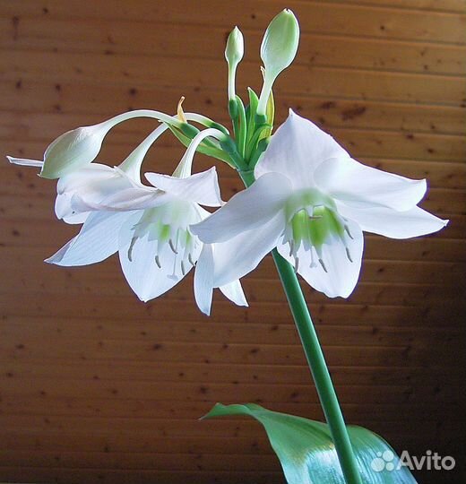 Эухарис амазонский