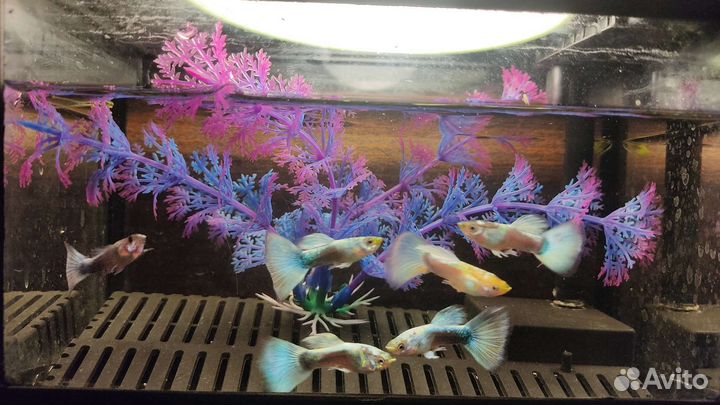 Аквариумные рыбки домашние