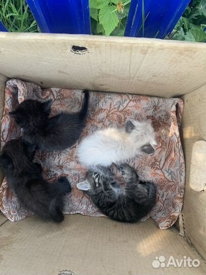 Котята