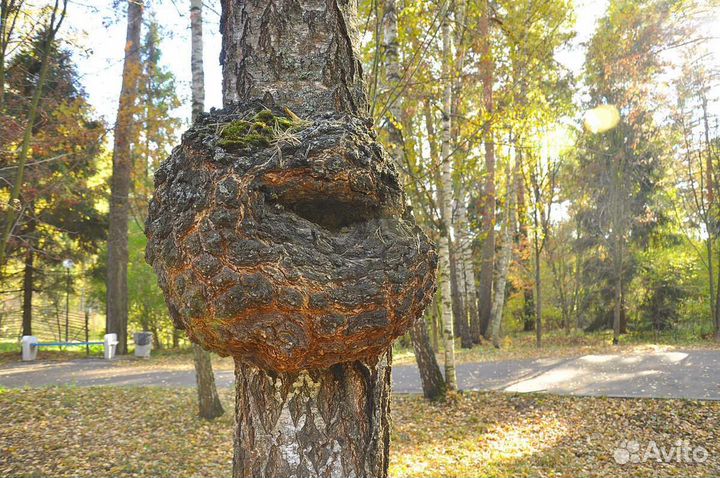 Кап сувель березовый