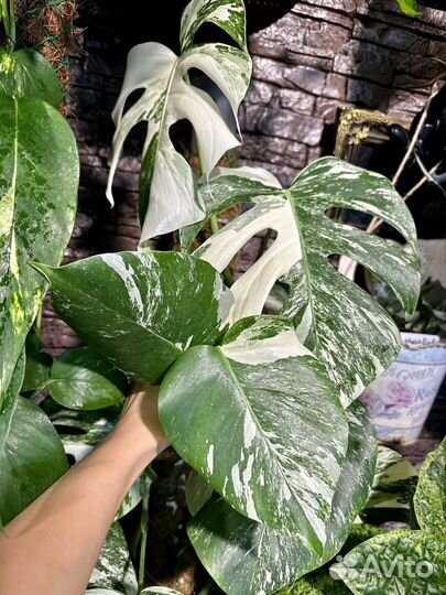 Монстера Альба