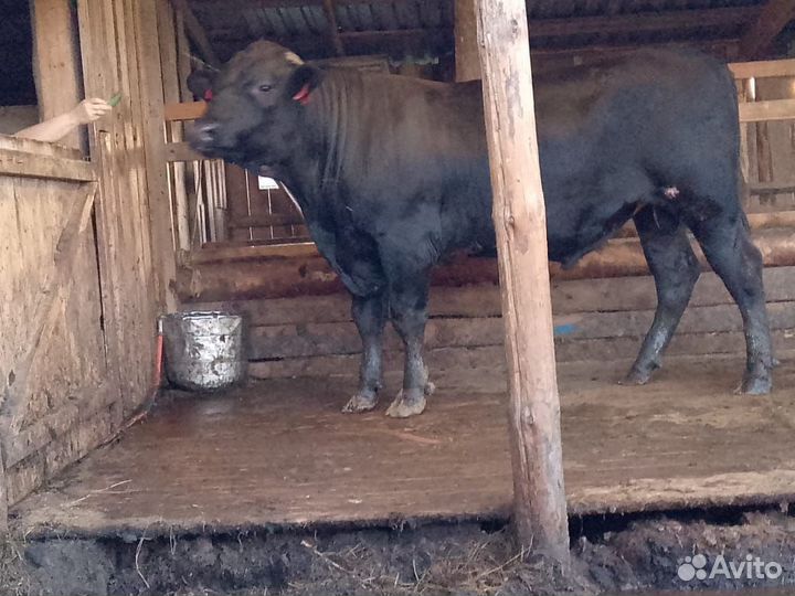 Продам быков на племя