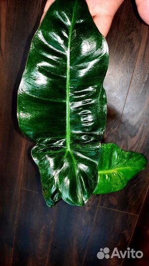 Филодендроны коллекционные