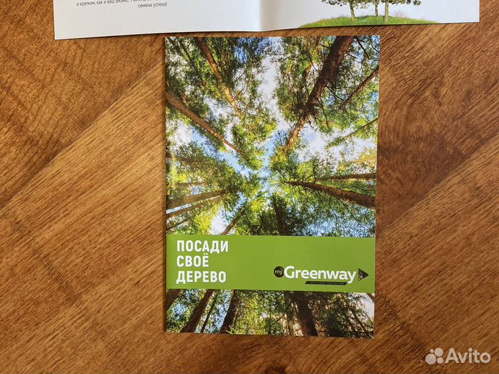 Семена хвойного дерева сосны елки от гринвей