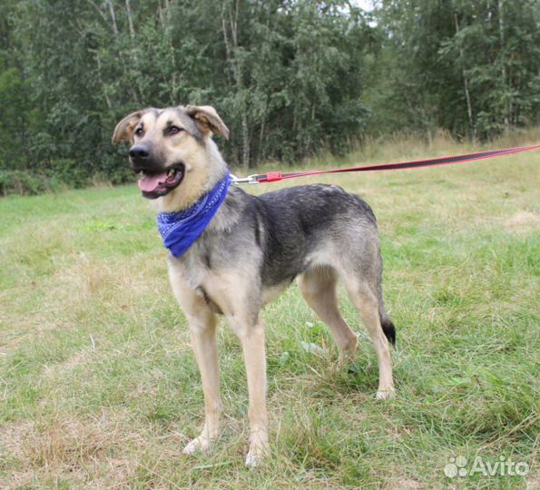 Брусника, молоденькая собачка