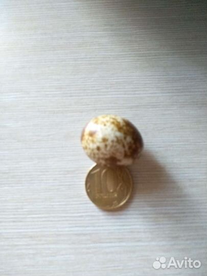 Перепела инкубационное яйцо (феникс, фараон)
