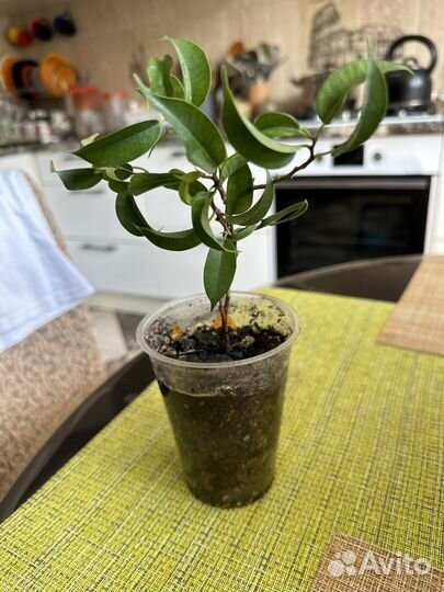 Фикус Эластика, бенджамина