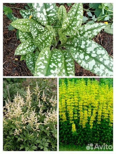 Многолетники