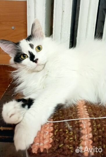 Кот в добрые руки
