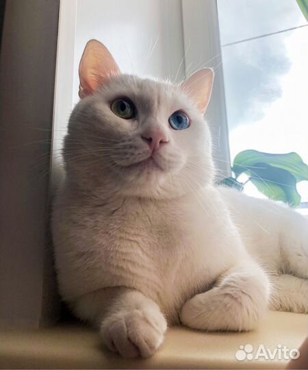 Кот вязка