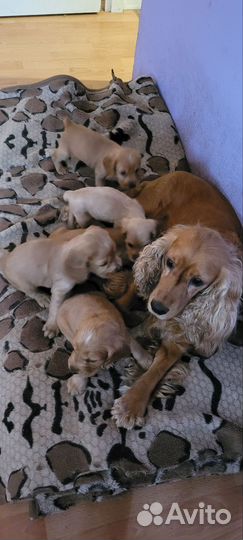 Кокер спаниель