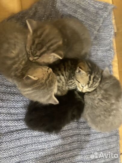 Шотландские котята