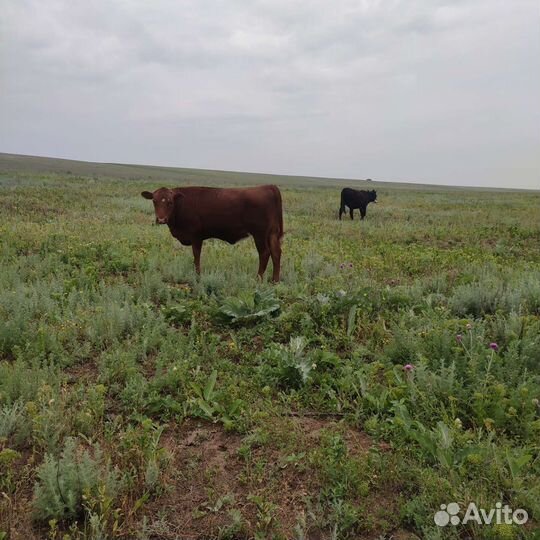 Степные телки