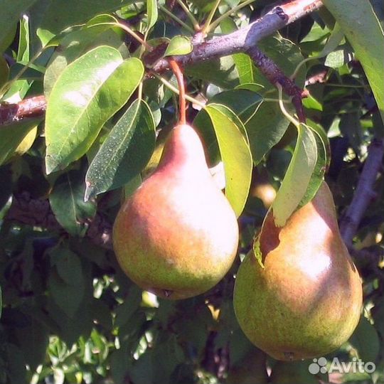 Саженцы карликовой колоновидной груши Нежность