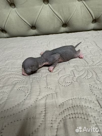 Канадский сфинкс котенок