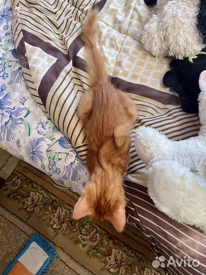 Котенок Степан сибирский рыжий