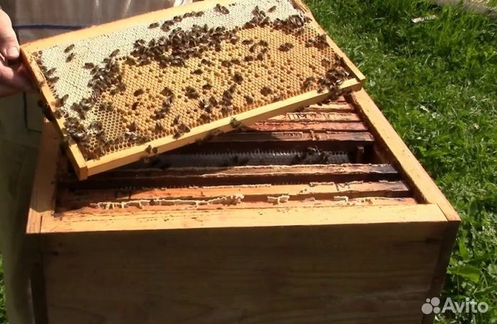 Мёд из Алтая оптом