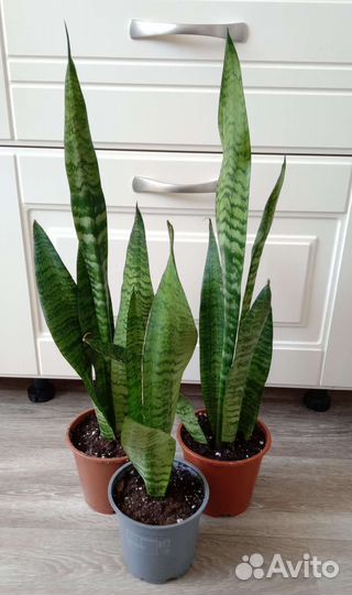 Сансевиерия Зейланика