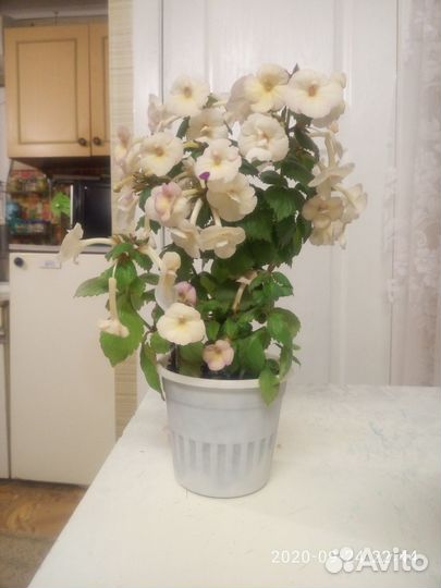 Комнатные цветы