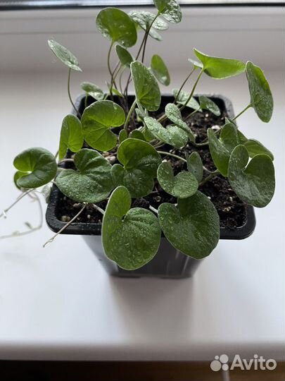 Дихондра серебристая, изумрудный водопад