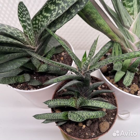 Гастерия и хавортия разные