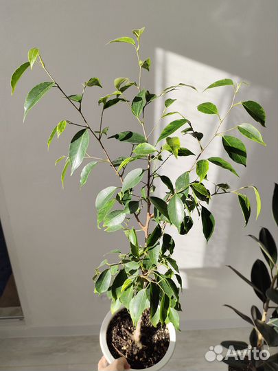 Фикус бенджамина Анастасия