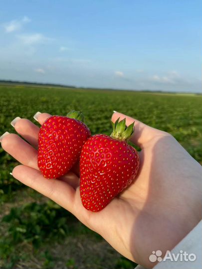 Рассада клубники азия