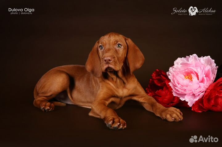 Венгерская Выжла. есть свободные малыши