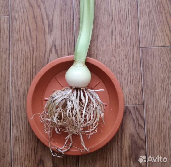 Гиппеаструм красный. Замиокулькас