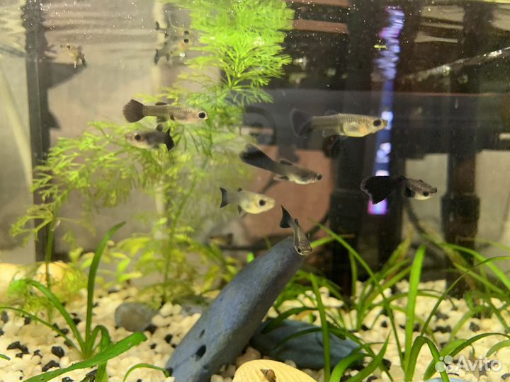 Гуппи московские сине-зеленые малахитовые