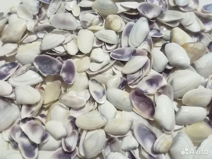 Ракушки для аквариума, для поделок и не только