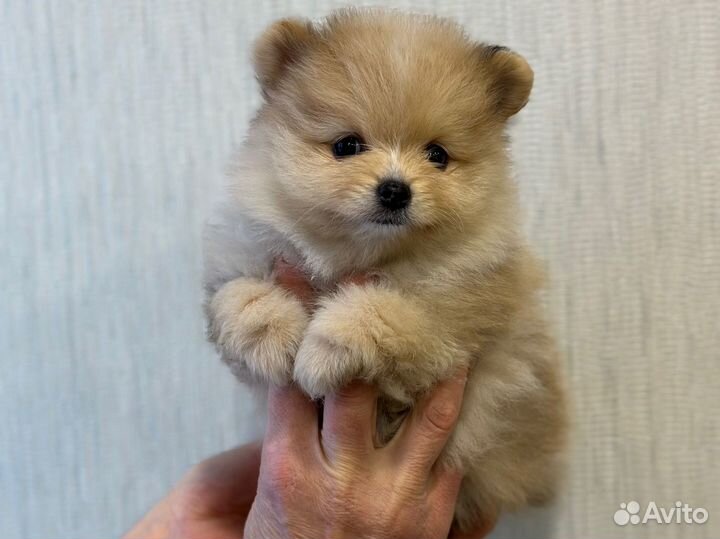 Померанский шпиц