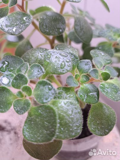 Ахризон(дерево любви)