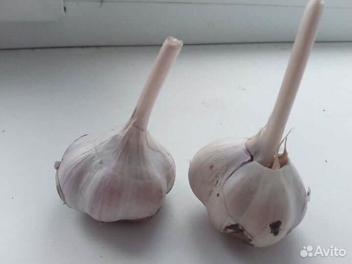 Озимый чеснок