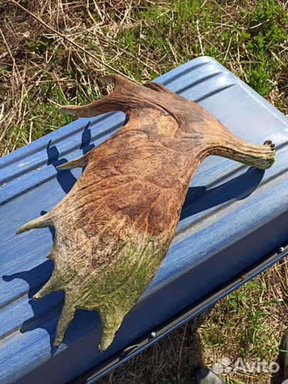 Продам рога лося