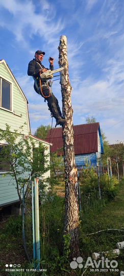 Спил деревьев