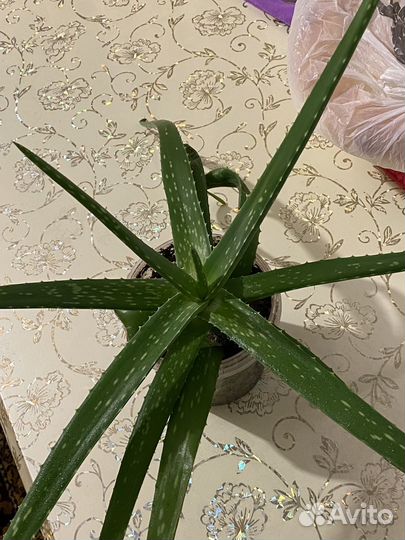 Алоэ вера растение