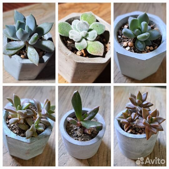 Суккуленты