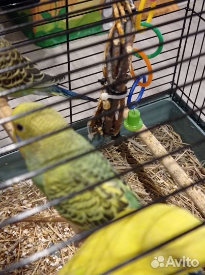 Птенцы волнистый попугай