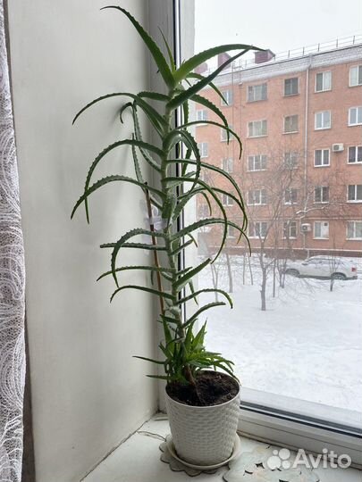 Алоэ 5 лет