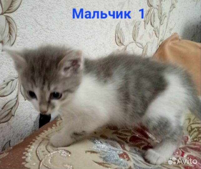 Котята в добрые руки
