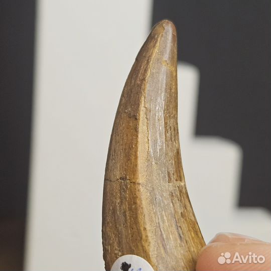 Зуб динозавра спинозавра Spinosaurus окаменелый