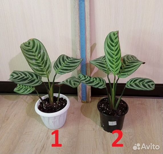 Комнатные растения, цветы в ассортименте